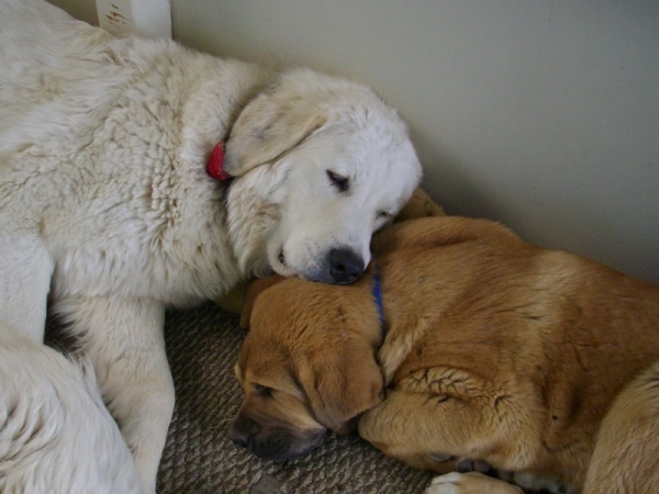 Patron and Pala
Pala is Anatolian/Maremma and watches over my goats along with Patron.
Keywords: pet cincodeseosranch