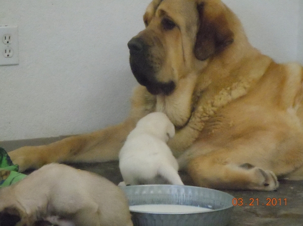 Patron, babysiting Kangal/Anatolian puppies
Keywords: pet cincodeseosranch