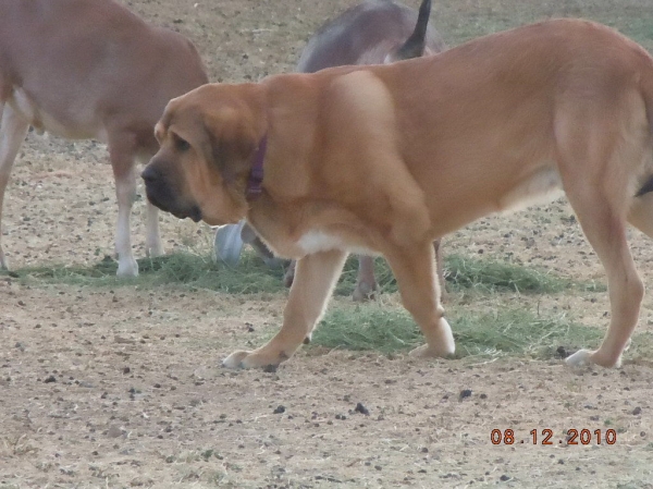 Patron in the goats
Aneto del Viejo Paramo - Patron, guarding his goats, on ranch in N. Nevada, USA.
Keywords: flock puppyspain cincodeseosranch