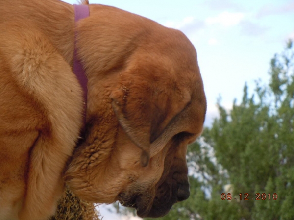 Aneto del Viejo Paramo - Patron
On the ranch in Nevada, USA.  Spanish import.  8 months old in photo.
Keywords: puppyspain cincodeseosranch