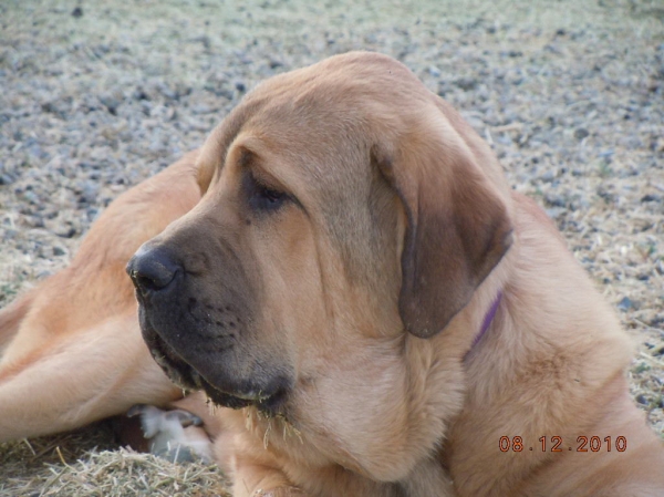 Aneto del Viejo Paramo
"Patron", 8 months old, guarding goats.
Keywords: puppyspain head portrait cabeza cincodeseosranch