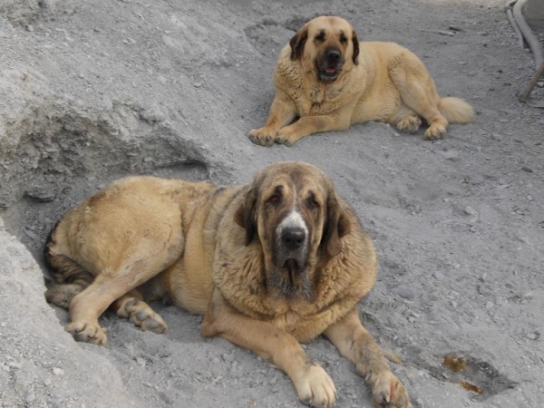 Kandy Cerros del Aguila y Diana de Collao de los Lobos
Keywords: gorgoracha