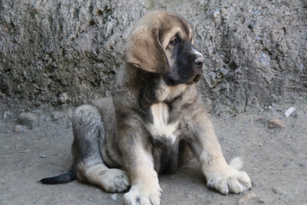 Fofito de la Gorgoracha 2 meses
hijo de Bachata de la Gorgoracha y Onego de Campollano
Keywords: GORGORACHA