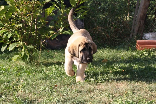 DUENDE DE LA GORGORACHA EN BARRIOS "MI FUTURO CAMPEON"
Keywords: gorgoracha