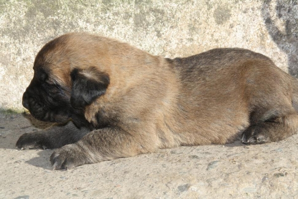 CACHORRITA HIJA DE YUCA Y ONEGA DE CAMPOLLANO 
Keywords: gorgoracha