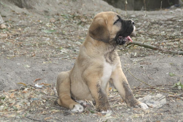 Cachorro de la Gorgoracha
Vitiza Dancá Cotufa  X Venus Cerros del Viento
24..05.2009

Keywords: gorgoracha