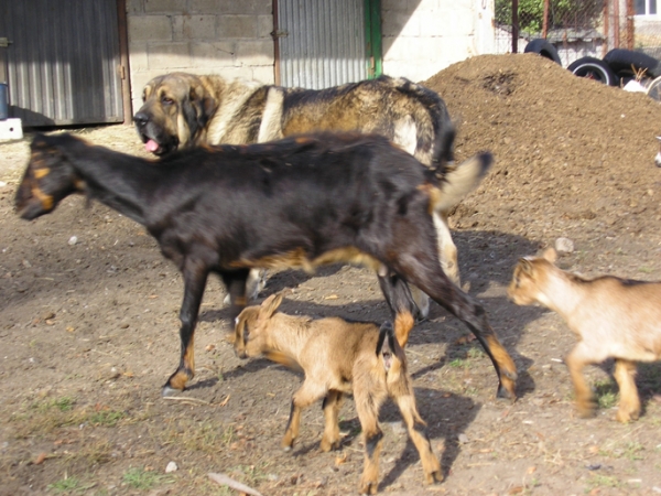 Ringo de Reciecho con las cabras
 
Keywords: flock ganadero