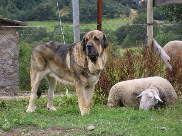 Ringo de Reciecho
Ringo con las ovejas
Keywords: flock piscardos