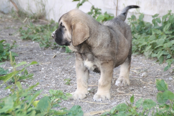 Fofito de la Gorgoracha 2 meses
hijo de Bachata de la Gorgoracha y Onego de Campollano
Keywords: GORGORACHA