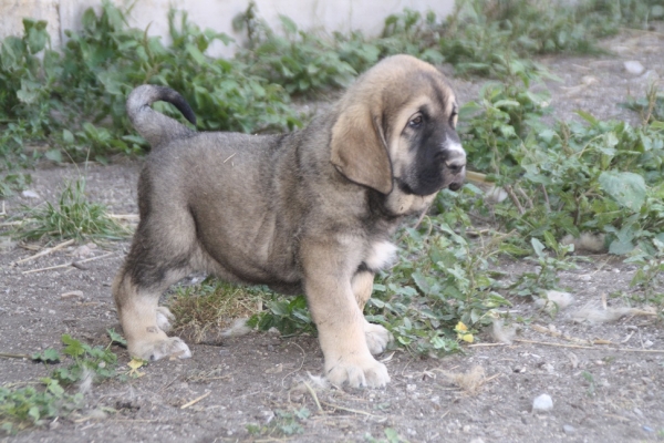 Fofito de la Gorgoracha 2 meses
hijo de Bachata de la Gorgoracha y Onego de Campollano
Keywords: GORGORACHA