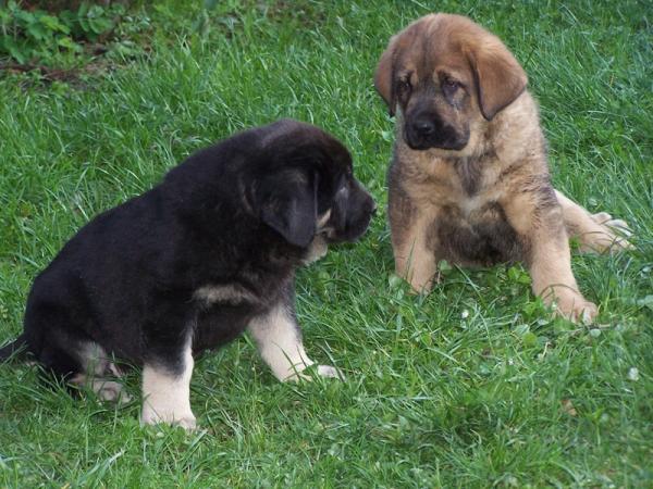 Sombra y Turco de Los Piscardos
Hijos de Ringo de Reciecho.
Keywords: piscardos