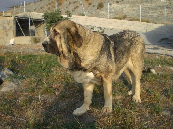 Kandy Cerros del Aguila en el campo
Kľúčové slová: gorgoracha