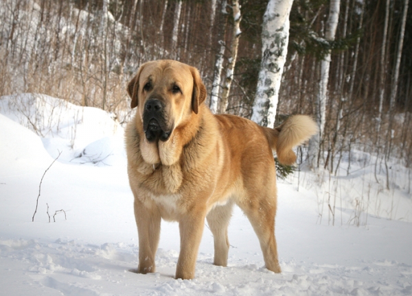 Trueno Bao La Madera (15month)
"mama's boy"
Keywords: catchbirds