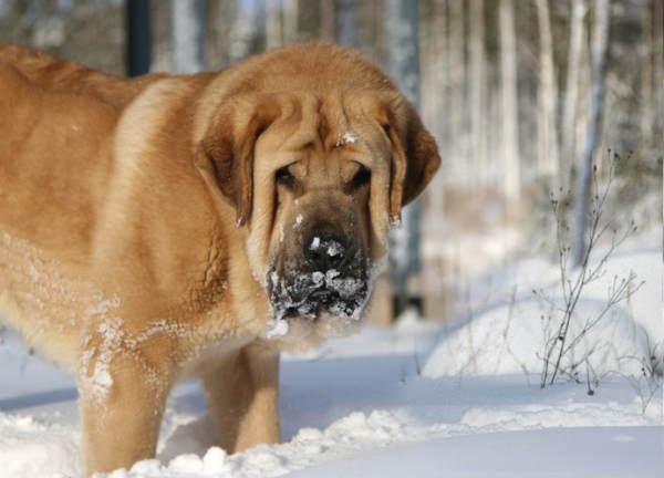 Santa Claus live in Finland...
Trueno Bao La Madera  (15month)
Keywords: catchbirds