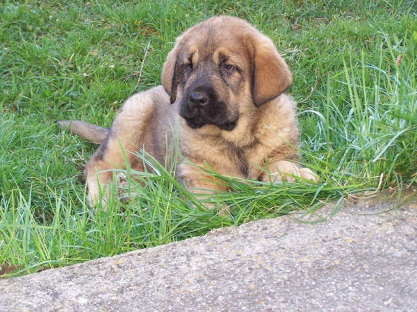 Turco de Los Piscardos
Hijo de Ringo de Reciecho 
Keywords: piscardos