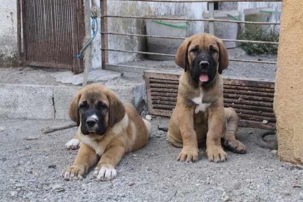 CANDELA Y DRENTE DE LA GORGORACHA
Keywords: puppyspain gorgoracha