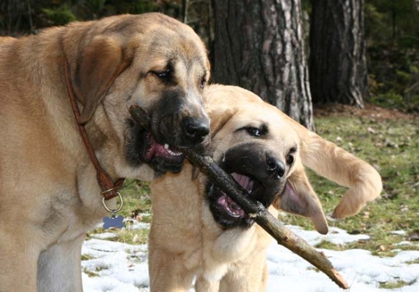 Bosom Buddys - Hannah Mastibe (8 month) & Trueno Bao La Madera (4 month)


Keywords: catchbirds