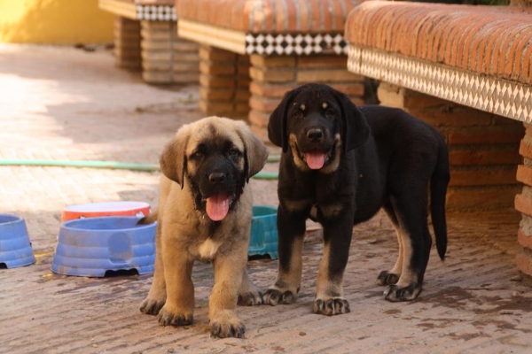 CACHORROS DE LA GORGORACHA
Keywords: puppyspain gorgoracha