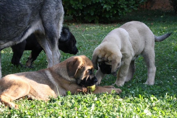 CACHORROS DE LA GORGORACHA EN BARRIOS DE LUNA 2009
Keywords: gorgoracha