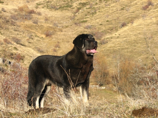 Valeron de Babia 
(Salma de Babia X Tejo de Fuentemimbre)
Keywords: babia