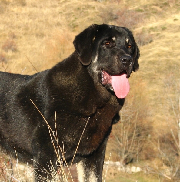 Valeron de Babia - 8 meses 
(Salma de Babia X Tejo de Fuentemimbre)
Keywords: babia