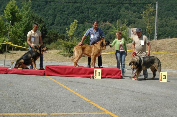 Apolo de Los Piscardos y Atila de Los Piscardos - Concurso de Villablino Apolo 2º clasificado y Atila 3º clasificado clase jovenes Machos.
Keywords: 2008 ? piscardos