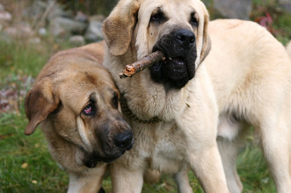 Queridos Amigos - Hannah Mastibe (14 mes) & Trueno Bao La Madera (10 mes)
Keywords: catchbirds