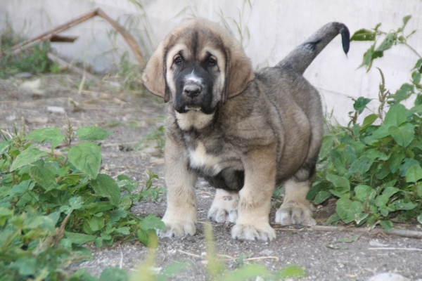 Fofito de la Gorgoracha 2 meses
hijo de Bachata de la Gorgoracha y Onego de Campollano
Keywords: GORGORACHA