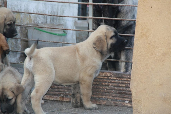 DUENDE DE LA GORGORACHA
Keywords: puppyspain gorgoracha