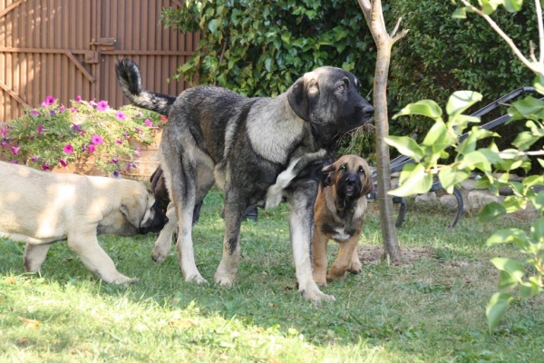 BACHATA DE LA GORGORACHA CON SUS HERMANOS DRENTE Y DUENDE 
 
Keywords: gorgoracha