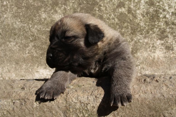 CACHORRITA HIJA DE YUCA Y ONEGA DE CAMPOLLANO
Keywords: gorgoracha