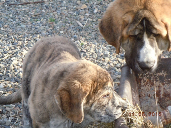 Xanto (6 months) and Zaca Tornado Erben (10 weeks)
Keywords: cincodeseosranch