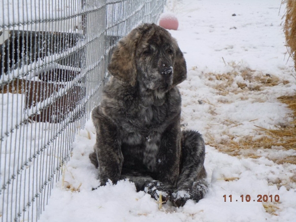 Zzeleste Tornado Erben, 10 weeks old
Keywords: snow nieve puppychech cincodeseosranch