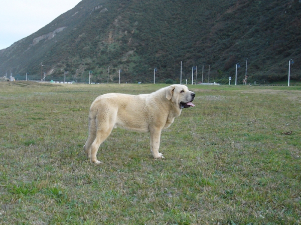 Zeus de Fuentemimbre, en Asturias. Playa de San Juan de la Arena
Cañon de Fuentemimbre x Sobia de Ablanera
vencedor absoluto cachorros monografica nacional 2006 España
Keywords: pravianos