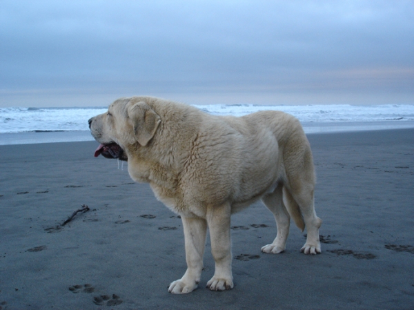 Zeus de Fuentemimbre, en Asturias. Playa de San Juan de la Arena.Con 9 meses, diciembre 2006
Cañon de Fuentemimbre x Sobia de Ablanera
vencedor absoluto cachorros monografica nacional 2006 España
Keywords: pravianos