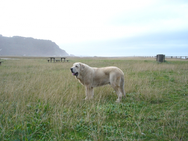 Zeus de Fuentemimbre
Cañon de Fuentemimbre x Sobia de Ablanera
vencedor absoluto cachorros monografica nacional 2006 España
Keywords: pravianos