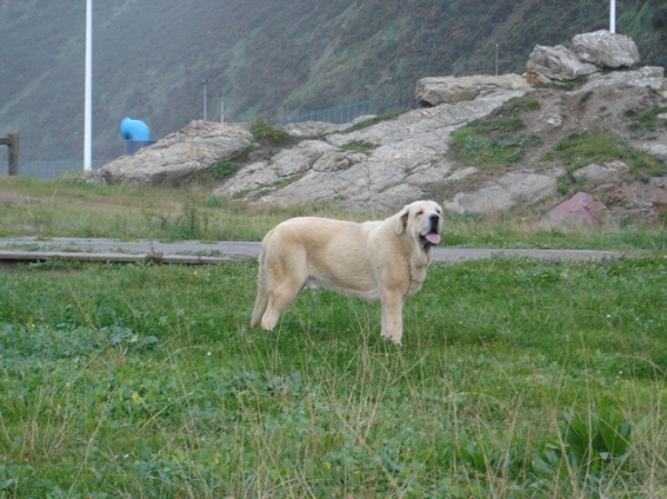 Zeus de Fuentemimbre
Con 9 meses, diciembre 2006
Zeus de Fuentemimbre, vencedor absoluto cachorros monografica nacional 2006 España
Cañon de Fuentemimbre x Sobia de Ablanera
Keywords: pravianos