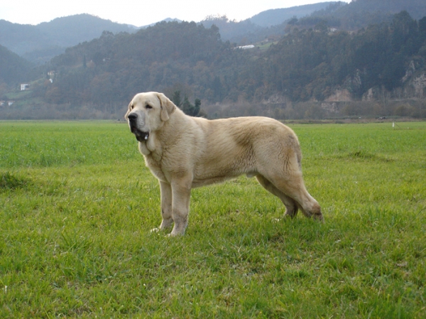 Zeus de Fuentemimbre
Con 9 meses, diciembre 2006
Zeus de Fuentemimbre, vencedor absoluto cachorros monografica nacional 2006 España
Cañon de Fuentemimbre x Sobia de Ablanera
Keywords: pravianos