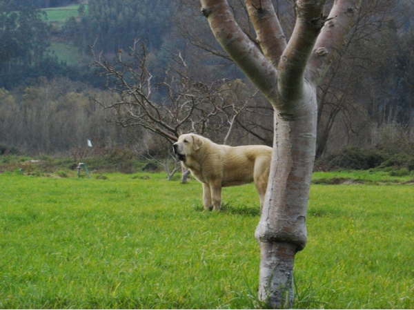 Zeus de Fuentemimbre
Con 9 meses, diciembre 2006
Zeus de Fuentemimbre, vencedor absoluto cachorros monografica nacional 2006 España
Cañon de Fuentemimbre x Sobia de Ablanera
Keywords: pravianos