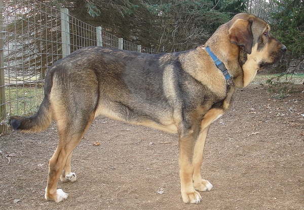 Zoe (Agora del Viejo Paramo) 1 year
Keywords: jordan