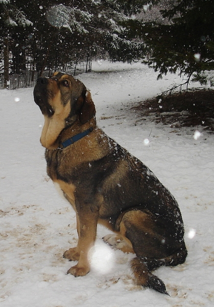 Zoe (Agora del Viejo Paramo)
Watching the snowflakes fall
Keywords: snow nieve jordan