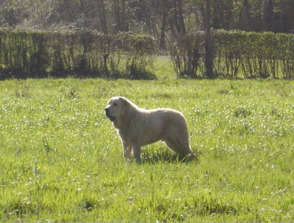 Zeus de Fuentemimbre 11 meses ( febrero 2007)
[url=http://www.depravia.es/]Los Montes Pravianos[/url]
Cañon de Fuentemimbre x Sobia de Ablanera
Keywords: pravianos