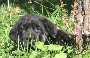 Cachorros de Babia
Keywords: babia