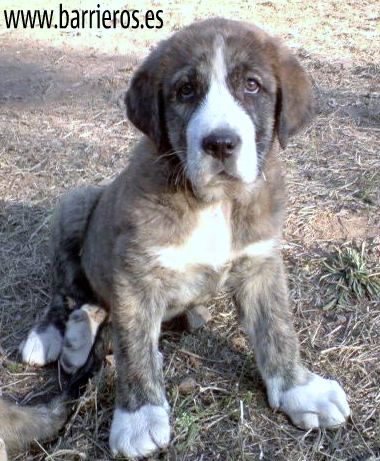 cachorra de barrieros
cachorra de barrieros
Keywords: barrieros