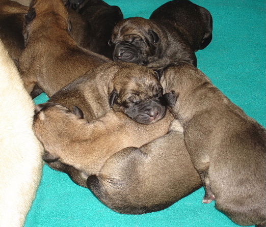 Puppies (Delilah & Moses) - 3 days old
Moses de Babia x Delilah Tornado Erben
07.02.2009

Keywords: jordan puppyusa