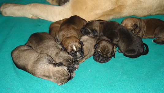 Puppies (Delilah & Moses) - 3 days old
Moses de Babia x Delilah Tornado Erben
07.02.2009

Keywords: jordan puppyusa