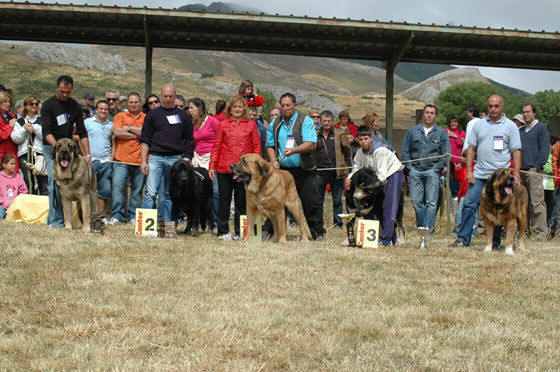 Ringo de Reciecho - Concurso de San Emiliano 4º clasificado Clase Abierta Machos.
Keywords: 2008 ? piscardos