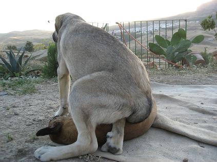 Taco Tornado Erben: if you can't beat them, just sit on them.....
Taco from the Tornado Erben kennel (Czech republic) 6 months.
When he can't winn his play with our female stray dogs, he just sits on them........
Keywords: pet