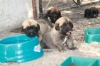 Filename=ñ.jpg
Filesize=80KiB
Dimensions=778x519
Date added=%277 %25, %2009 ñ.jpg