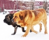 Filename=Парочка.JPG
Filesize=609KiB
Dimensions=946x768
Date added=%710 %24, %2011 Парочка.JPG